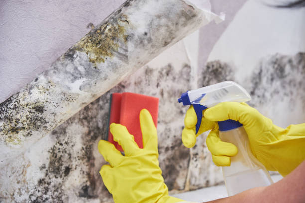 Mold Removal for HVAC Installations in Johnson, AR